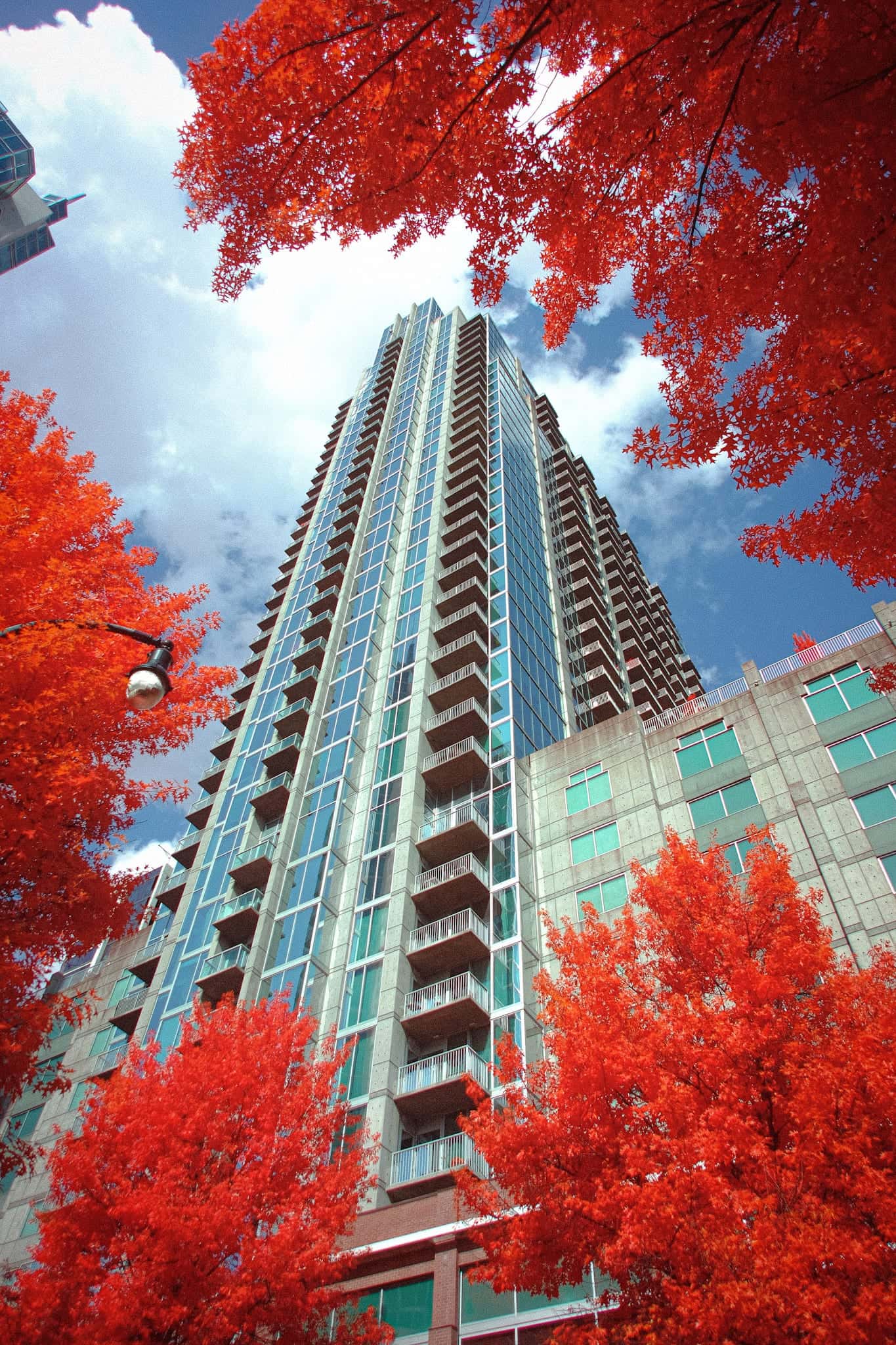 Looking straight up a glass tower, framed on every side by scarlet oak leaves