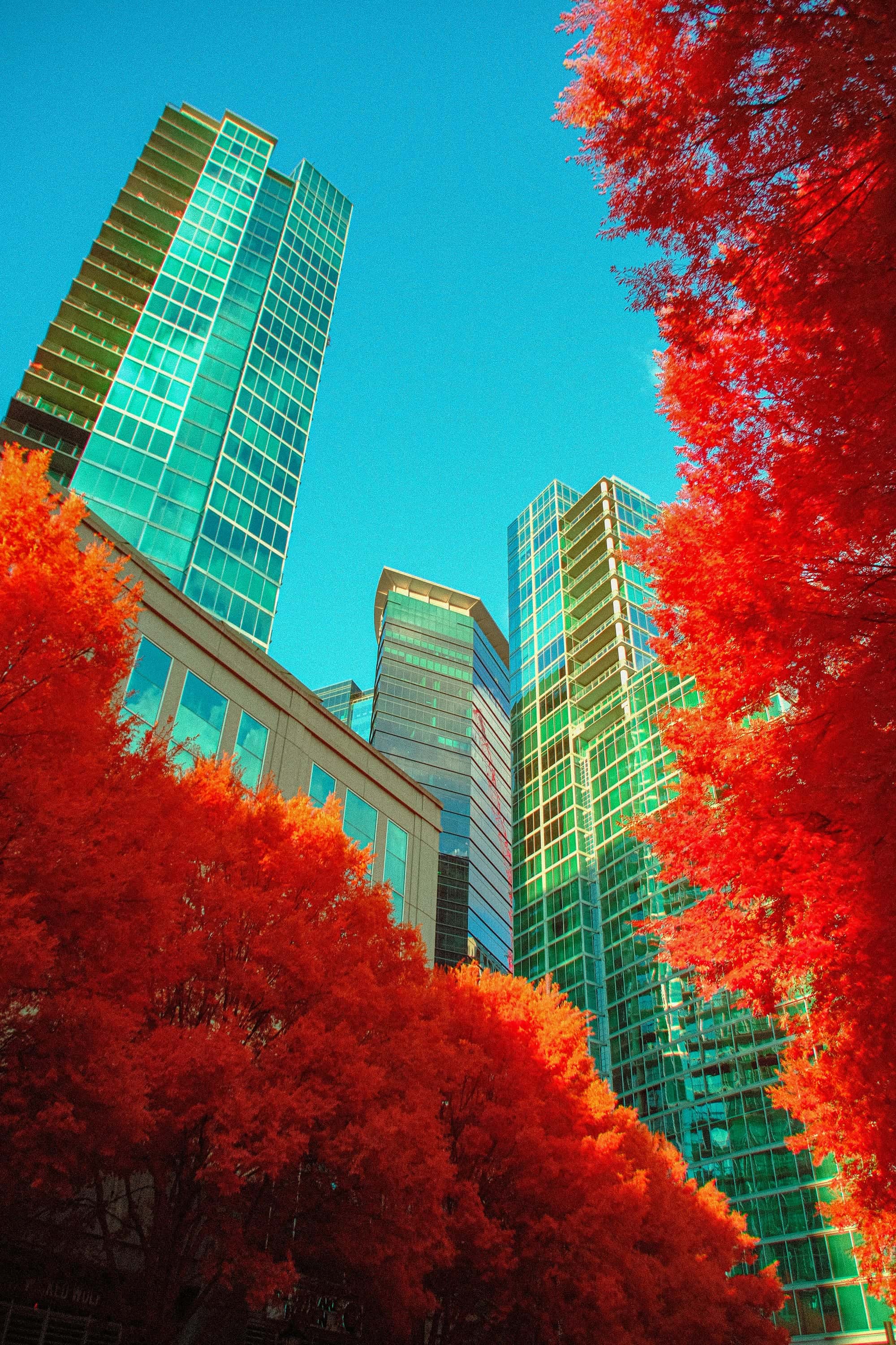 A group of glass office towers in Atlanta seen from the pavement between two street trees, photographed in near-infrared light.
