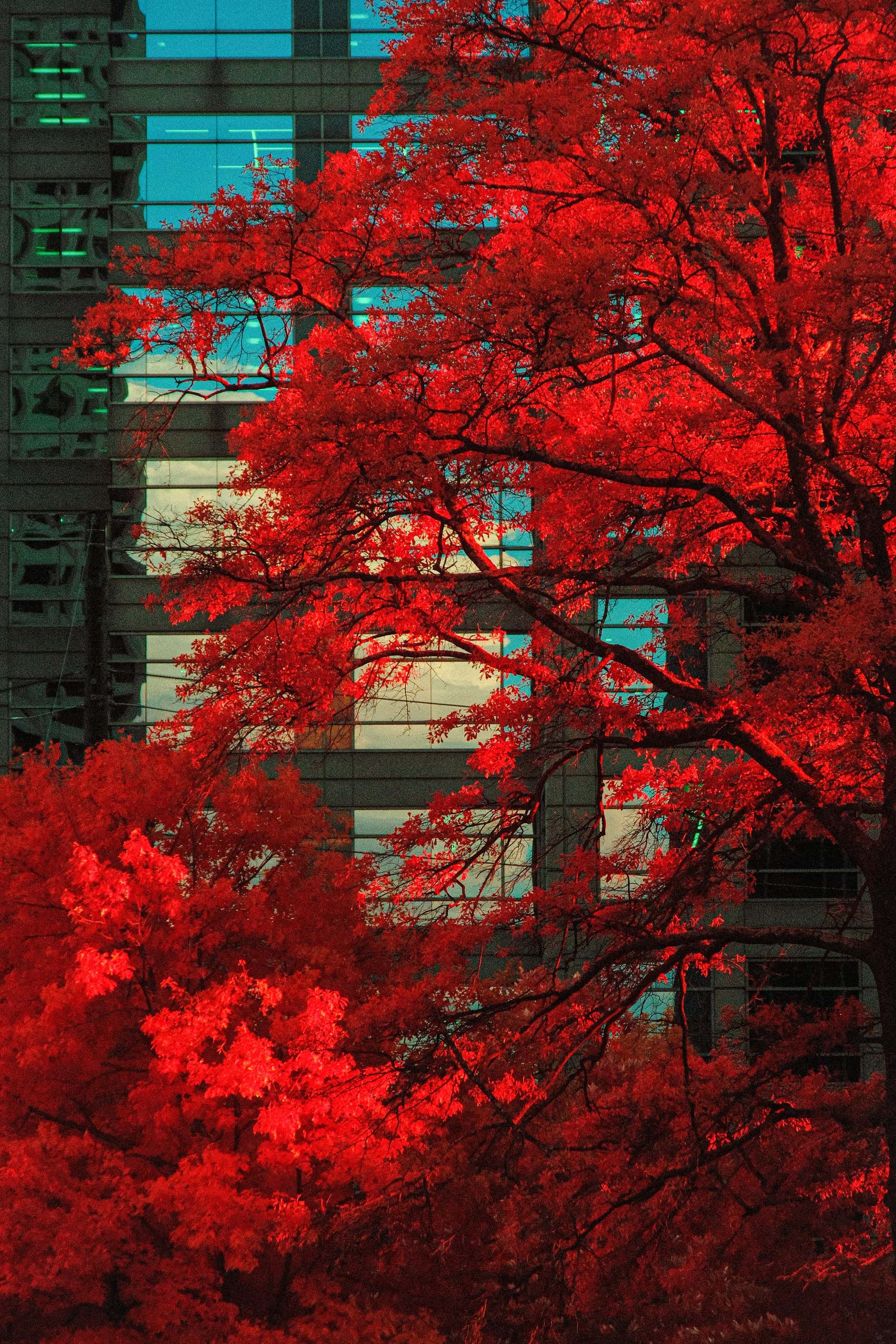 A broad street tree spread across the glass facade of an Atlanta office building, photographed in near-infrared light.