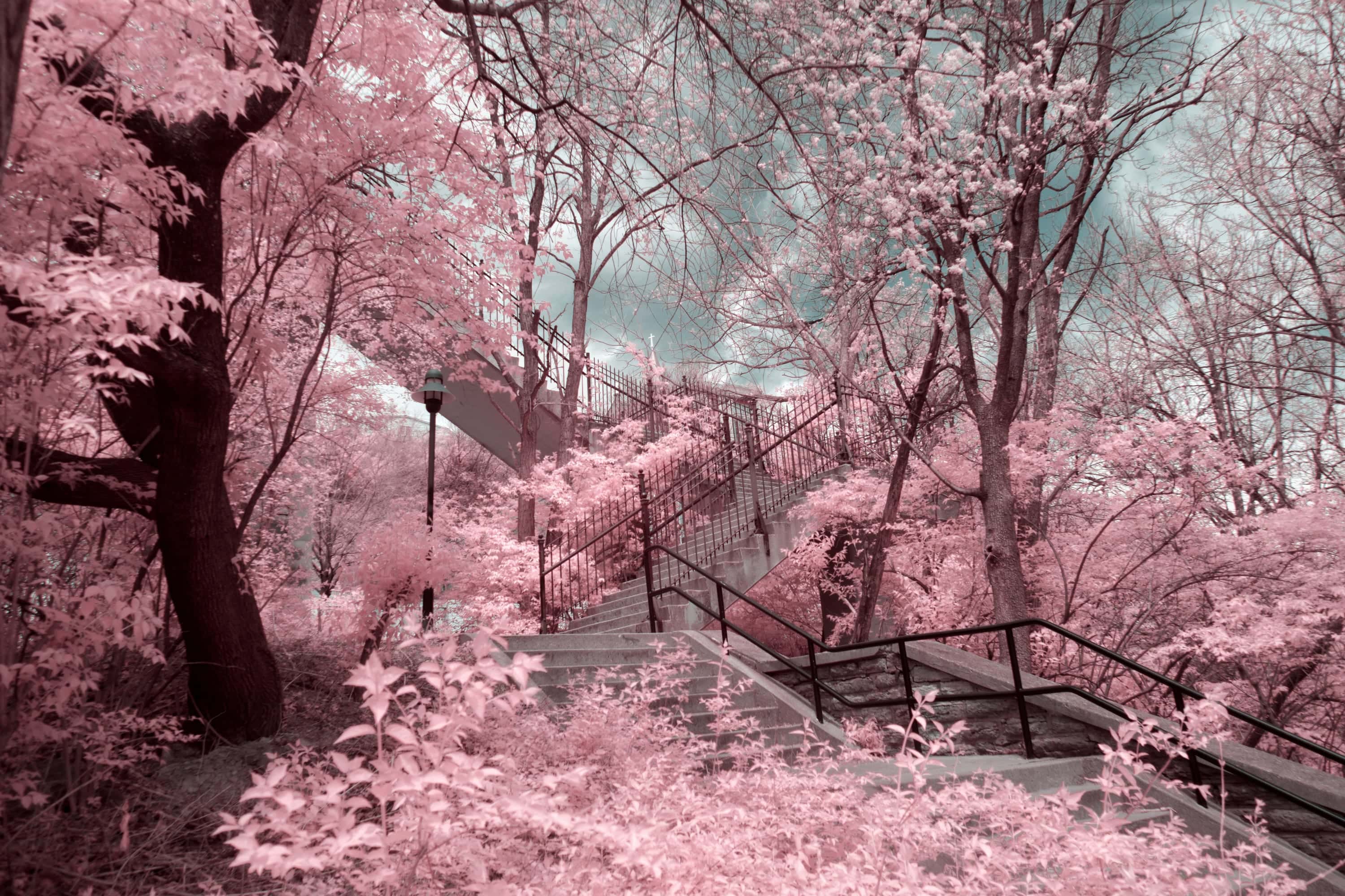 A concrete stairway climbing a wooded Cincinnati hillside toward a church spire, photographed in near-infrared light.