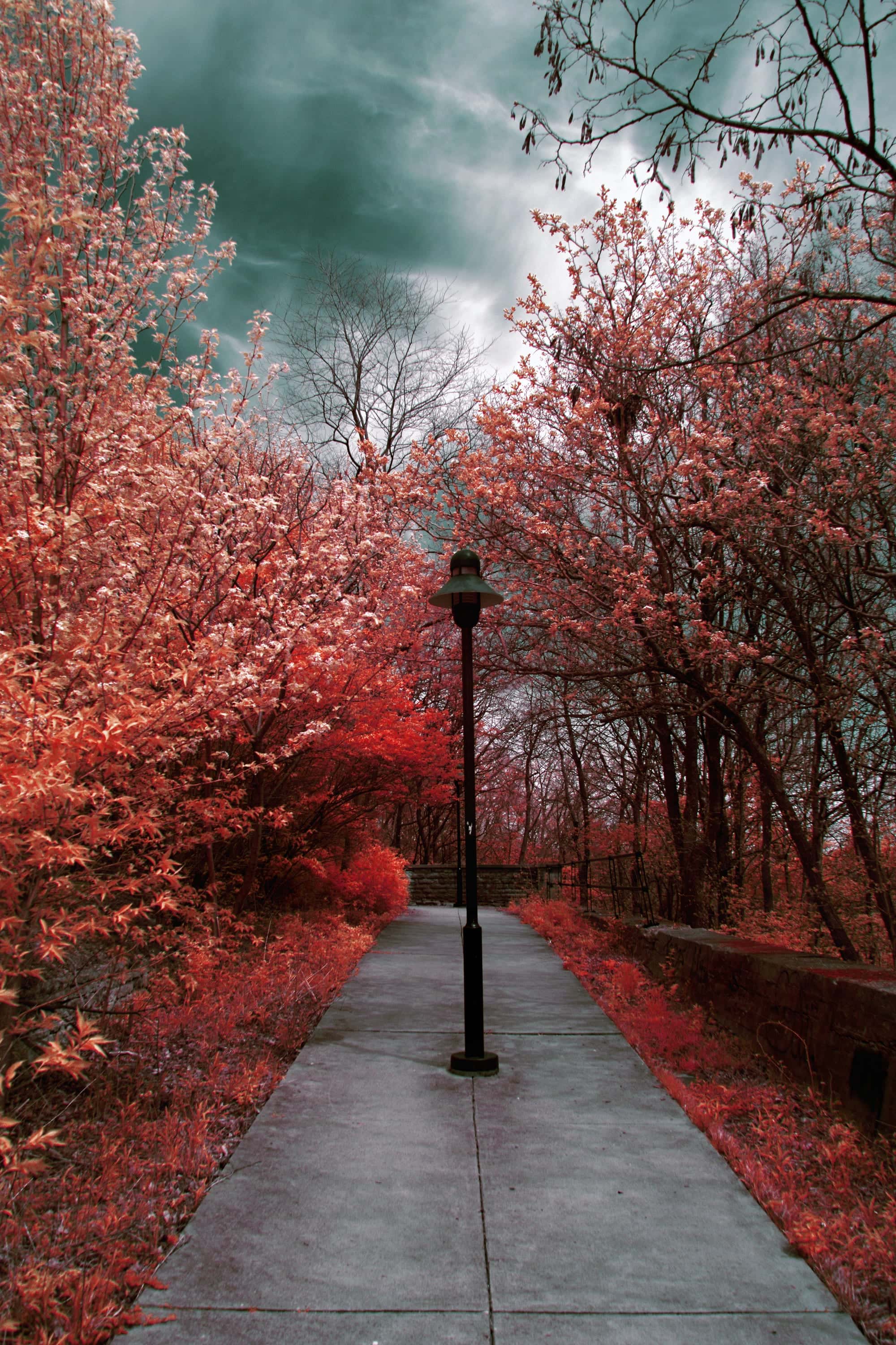 A paved walk running between trees to a low stone wall and railing in Cincinnati, photographed in near-infrared light.