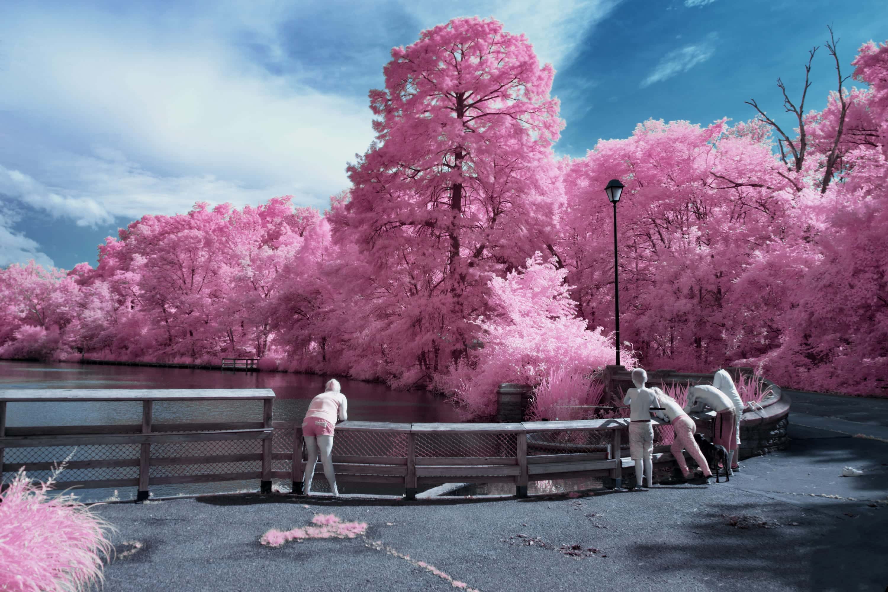 People leaning on a wooden rail above a lake in Cincinnati, with a large tree standing over the far bank, photographed in near-infrared light.