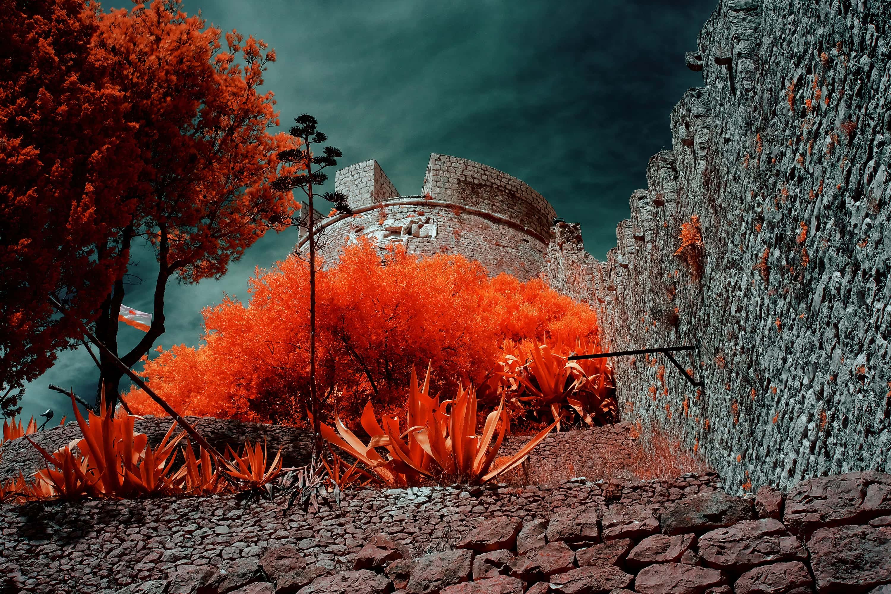 Agaves on a dry-stone terrace below the round bastion of the hilltop fortress above Hvar Town, photographed in near-infrared light.