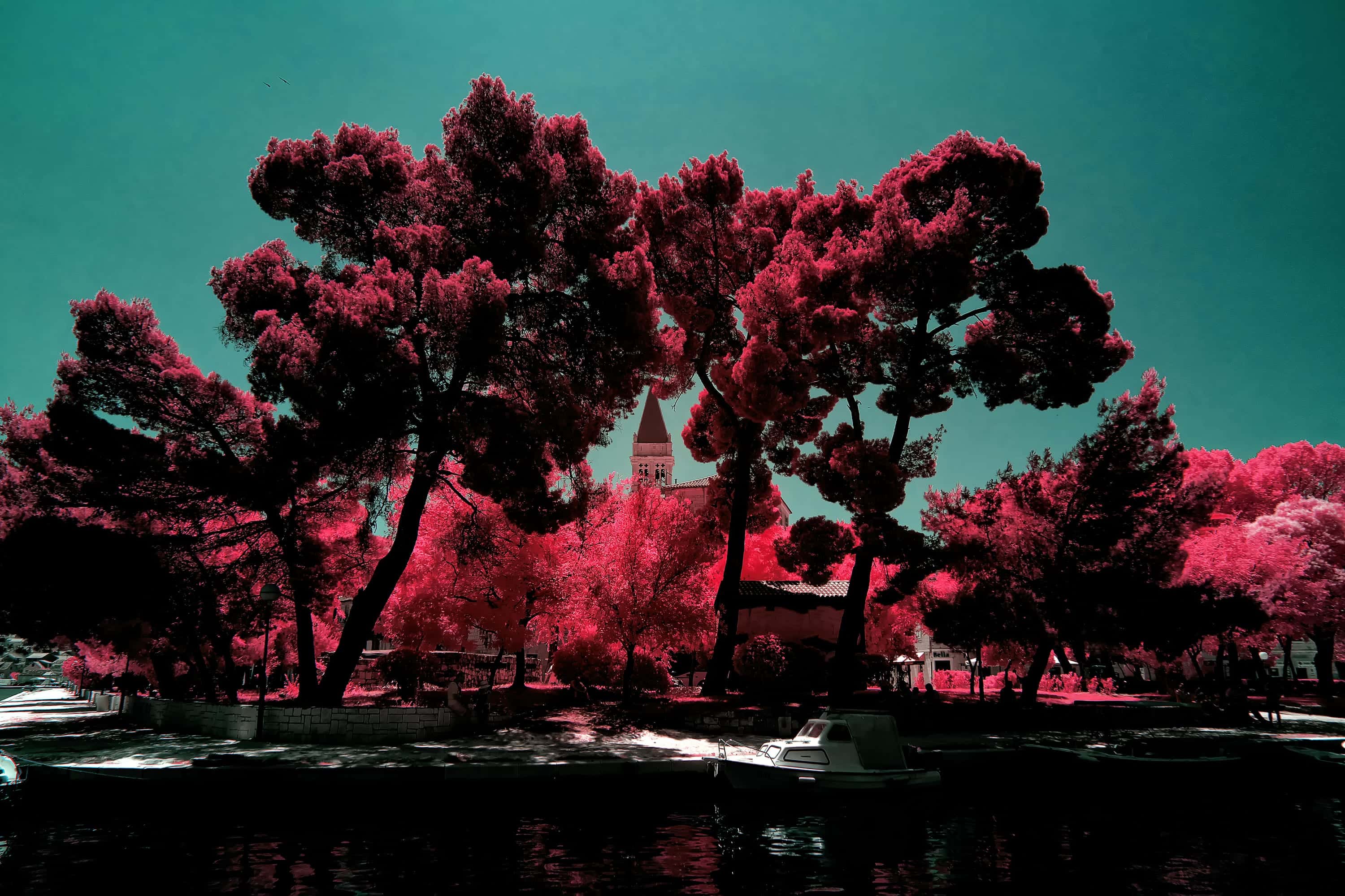 Stone pines along the Trogir waterfront with the cathedral bell tower showing through a gap between them, photographed in near-infrared light.