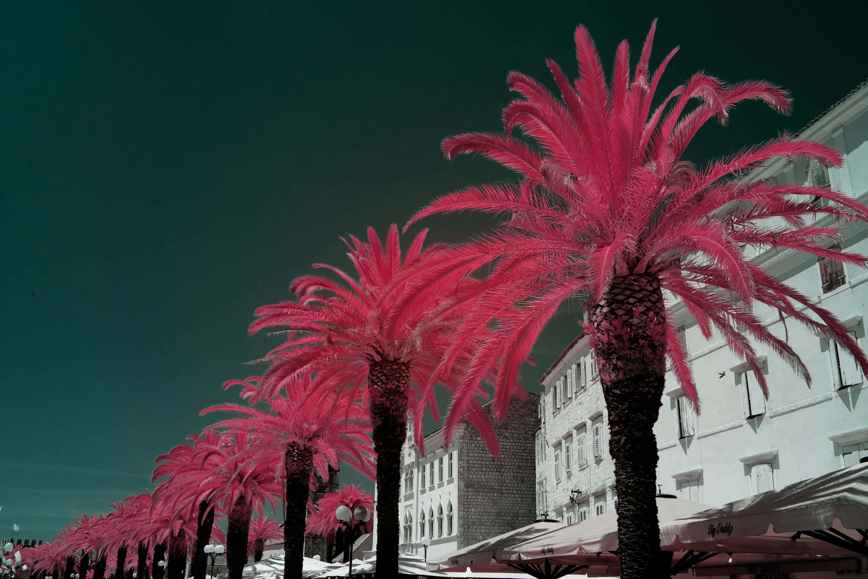 The palm-lined waterfront promenade in Trogir, with cafe umbrellas and a Gothic facade behind them, photographed in near-infrared light.