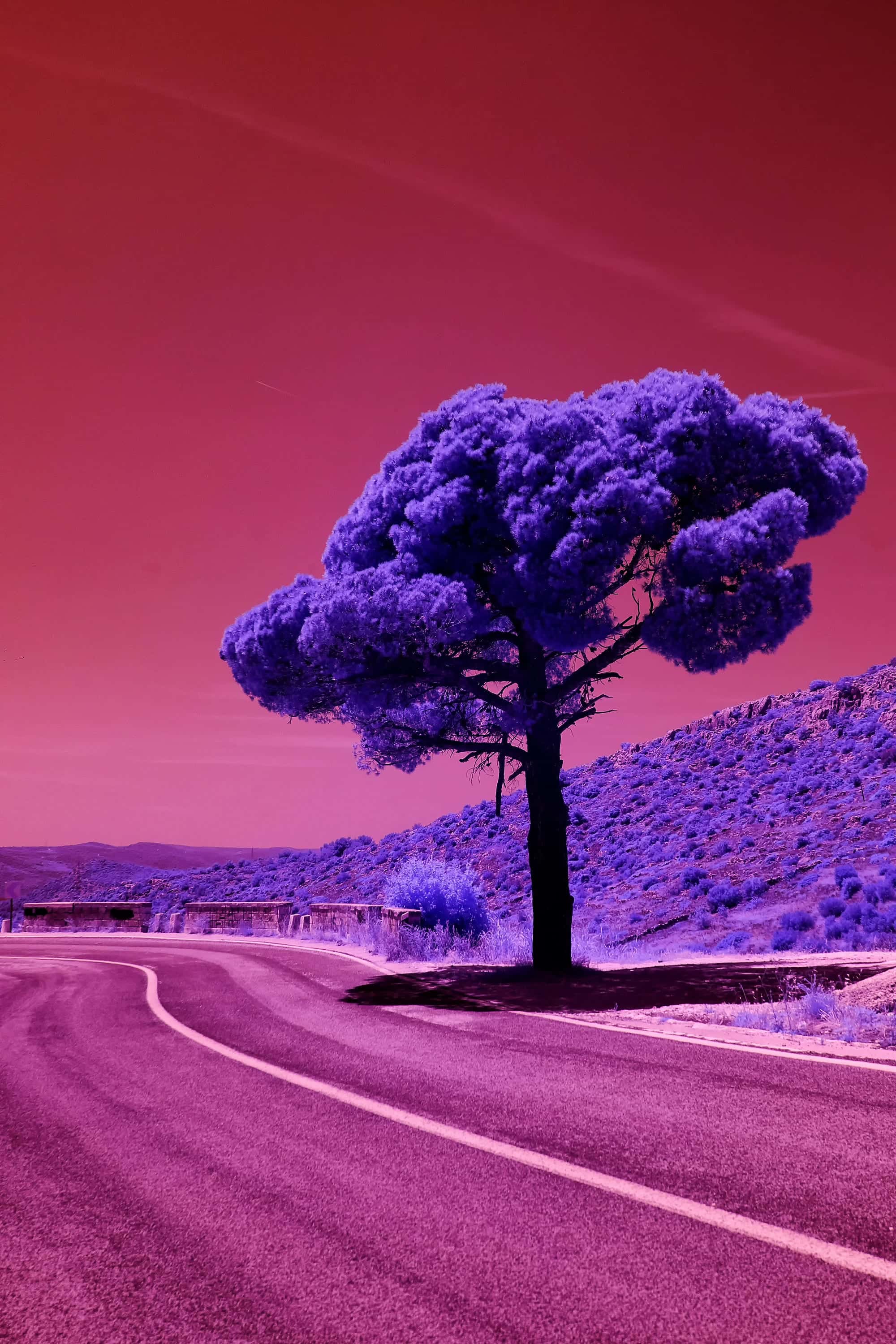 A single stone pine beside a curving road on a dry limestone hillside, photographed in near-infrared light.