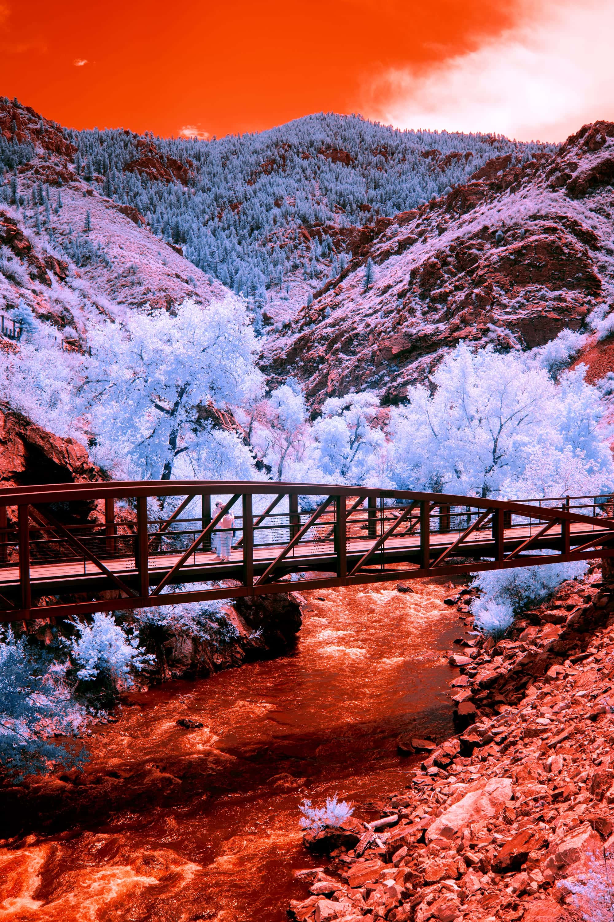 A steel footbridge crossing a whitewater creek in a pine-walled canyon west of Denver, photographed in near-infrared light.