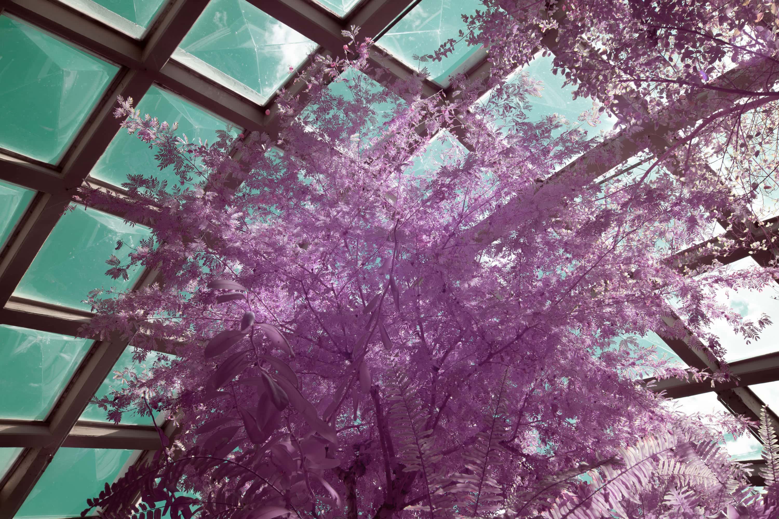 A tree with fine compound leaves seen from below through the faceted glass roof of a conservatory, photographed in near-infrared light.