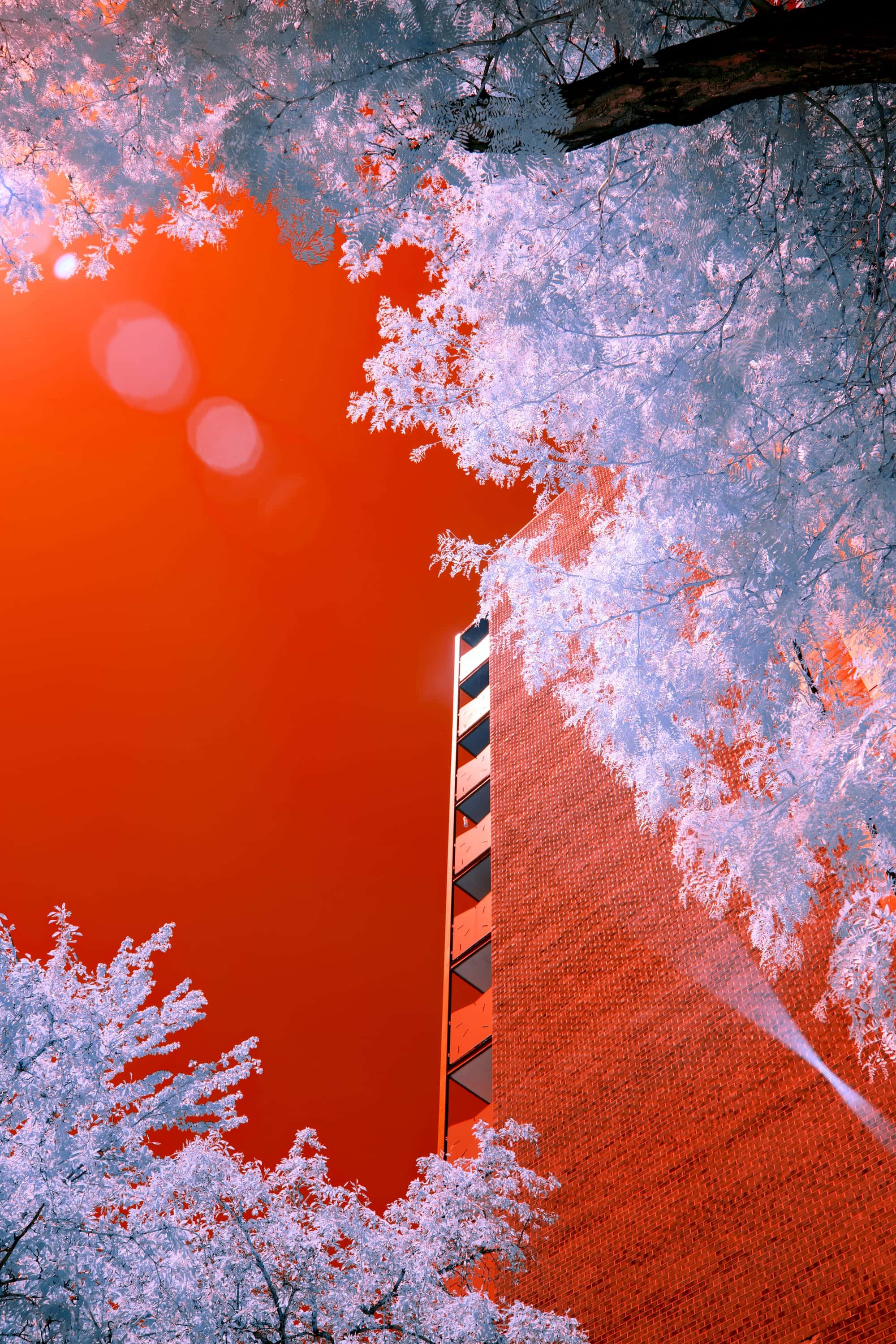 The corner of a brick tower under white-pink foliage, the sky behind it molten orange