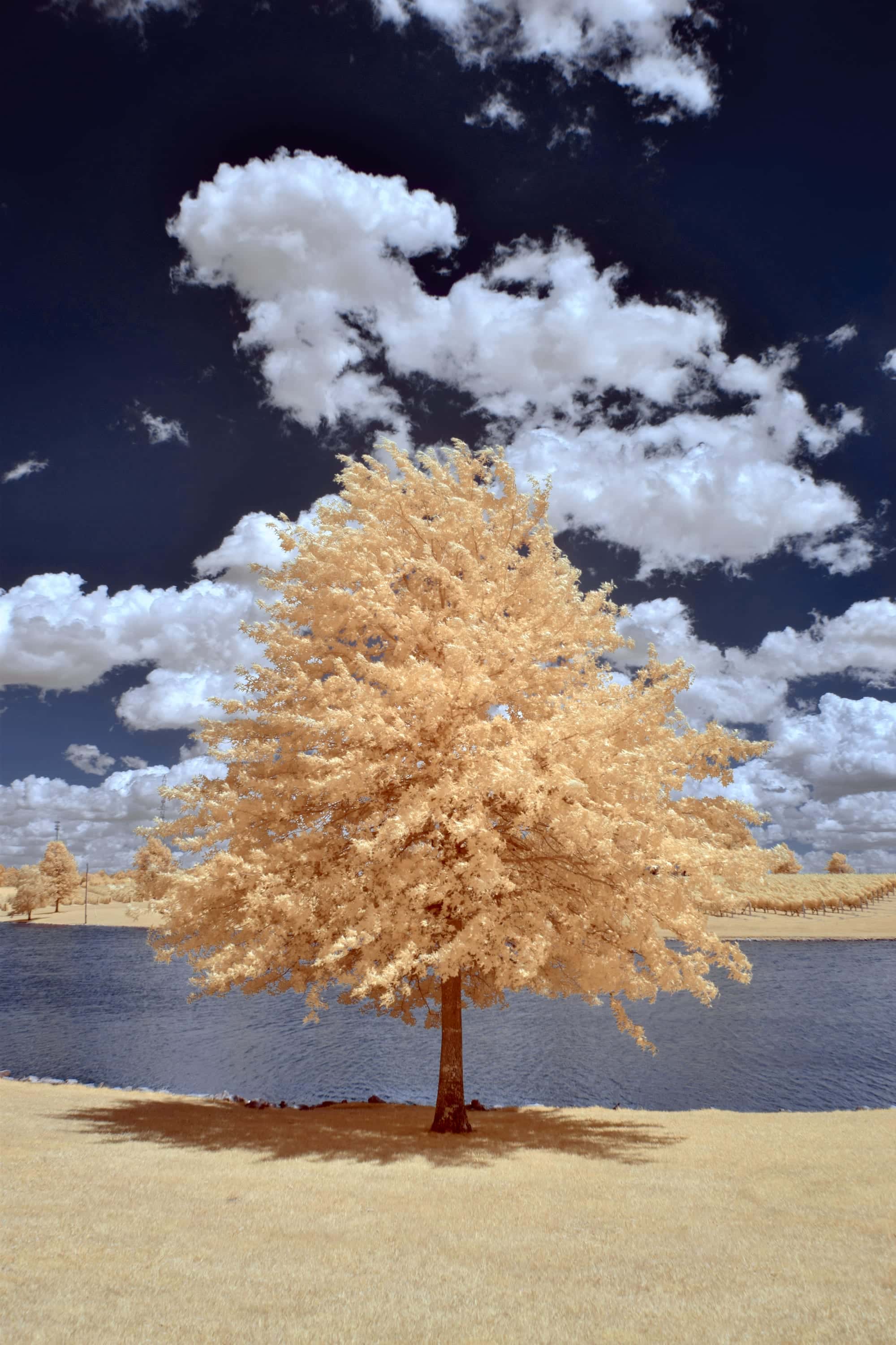 A single broad-crowned tree on a mown bank above a pond, photographed in near-infrared light.
