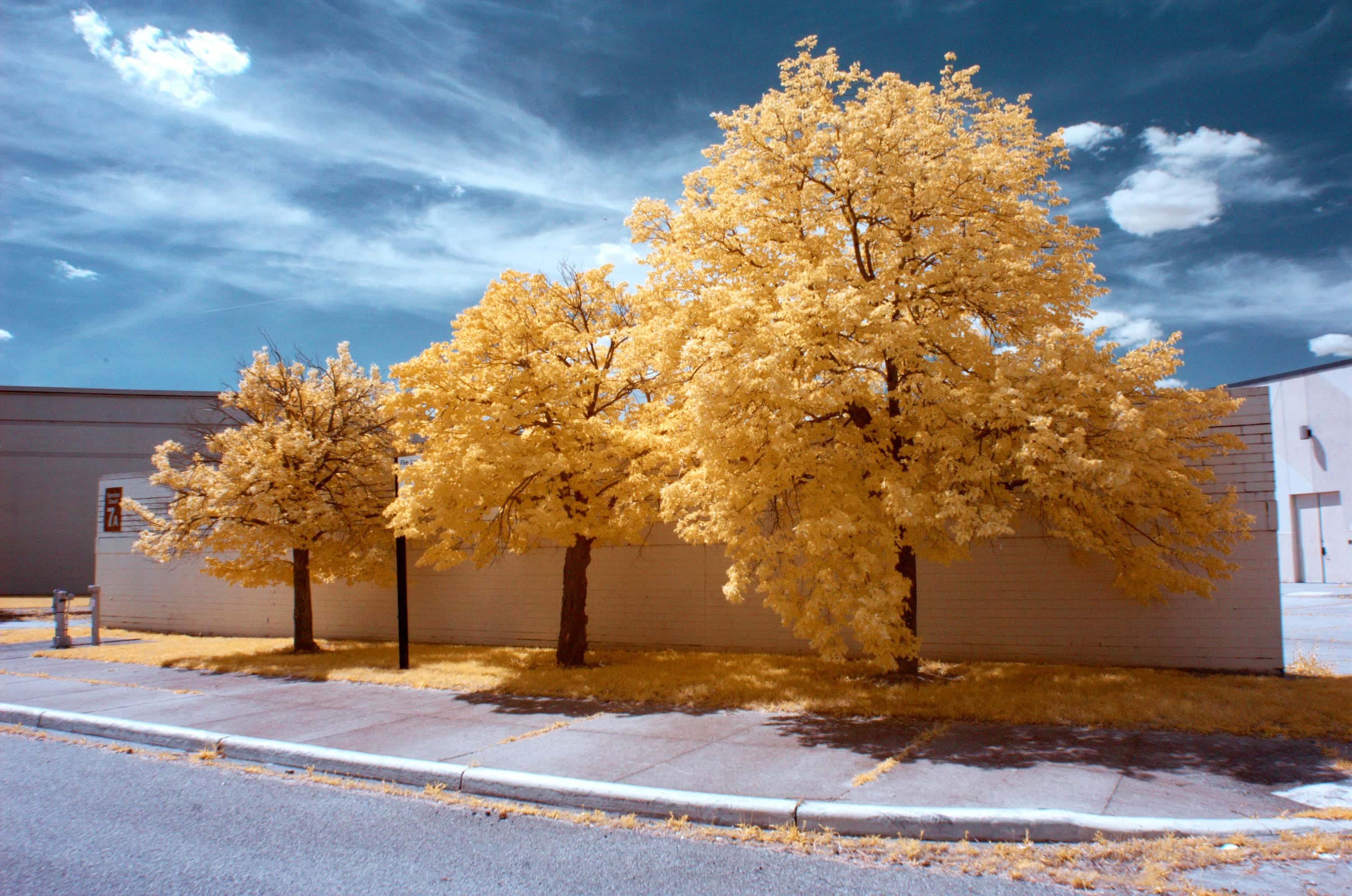 Three street trees in golden foliage against a deep blue sky, a low white wall behind them