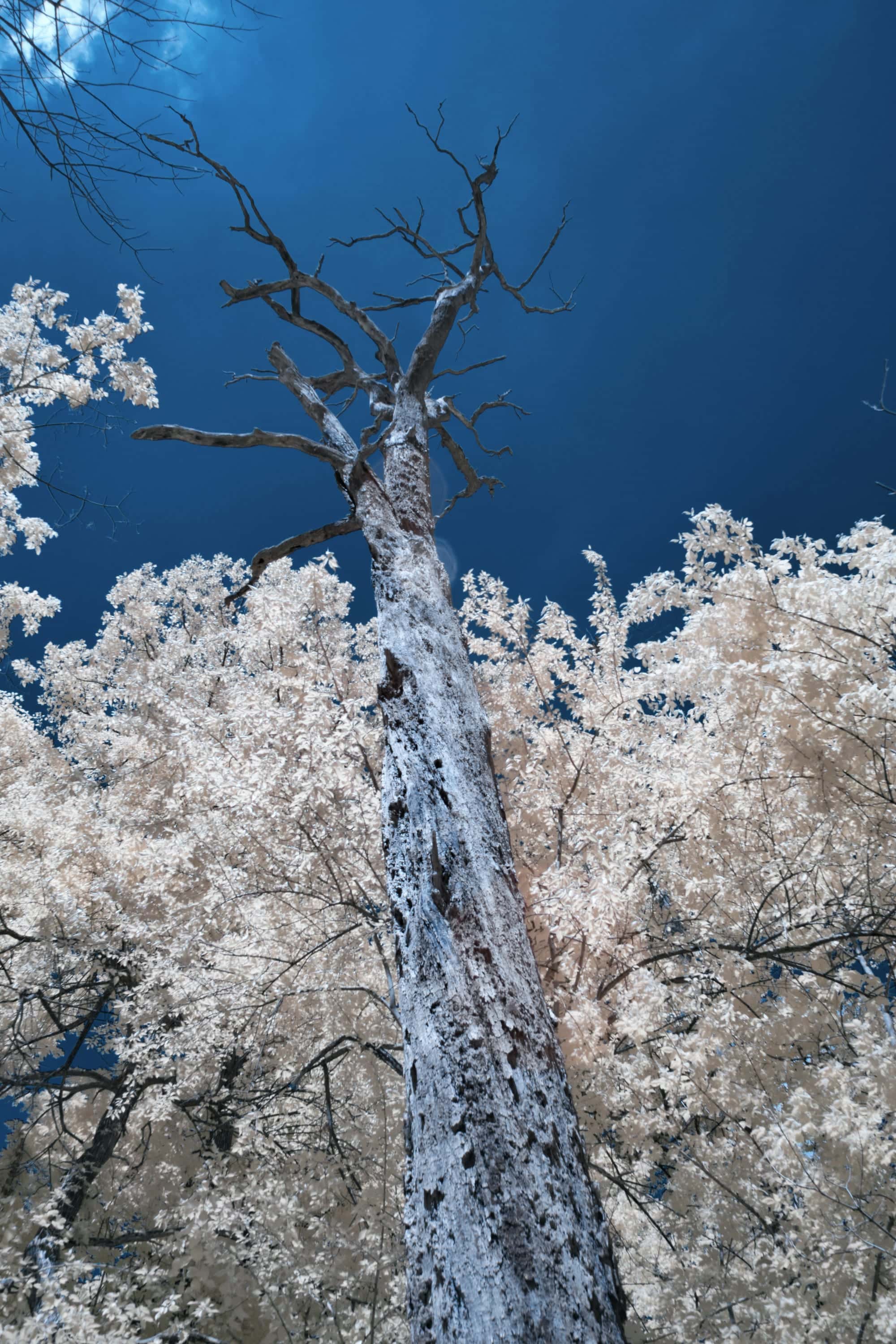 A dead standing tree, its bare trunk riddled with woodpecker holes, rising through the surrounding canopy, photographed in near-infrared light.