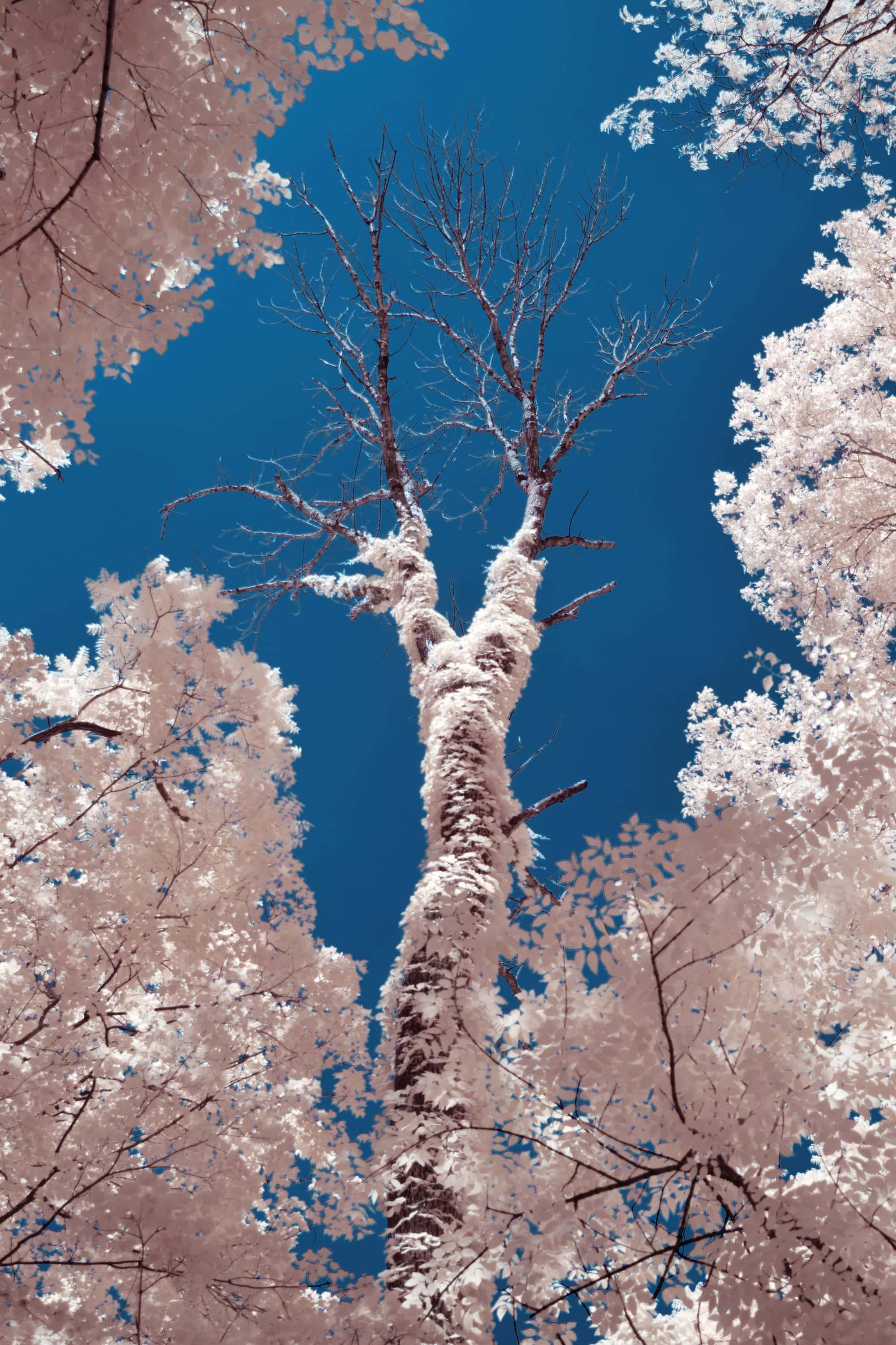A tall tree with a vine-covered trunk and bare upper branches, seen from the ground against a clear sky, photographed in near-infrared light.