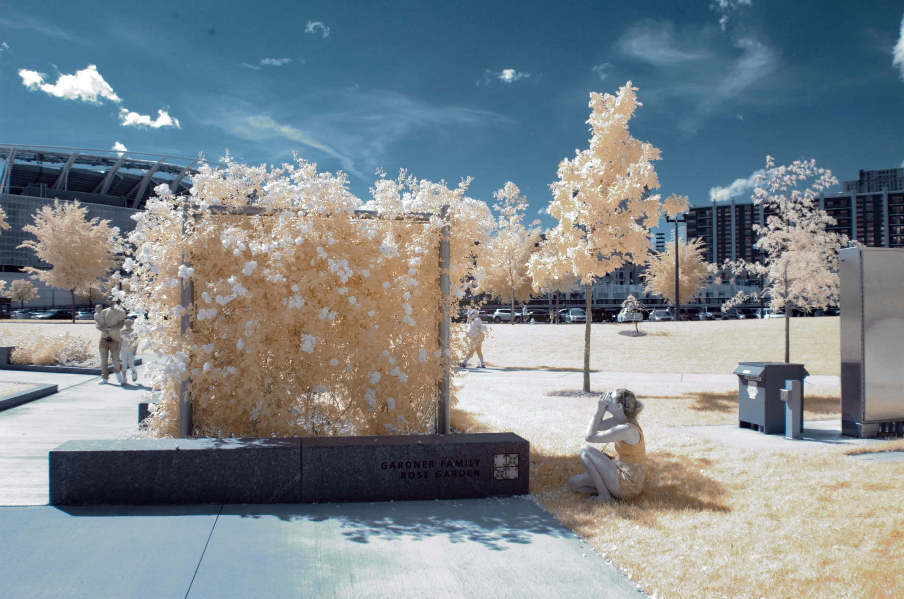 A cube of white roses in a city park, a woman sitting on the grass beside it, stadium beyond