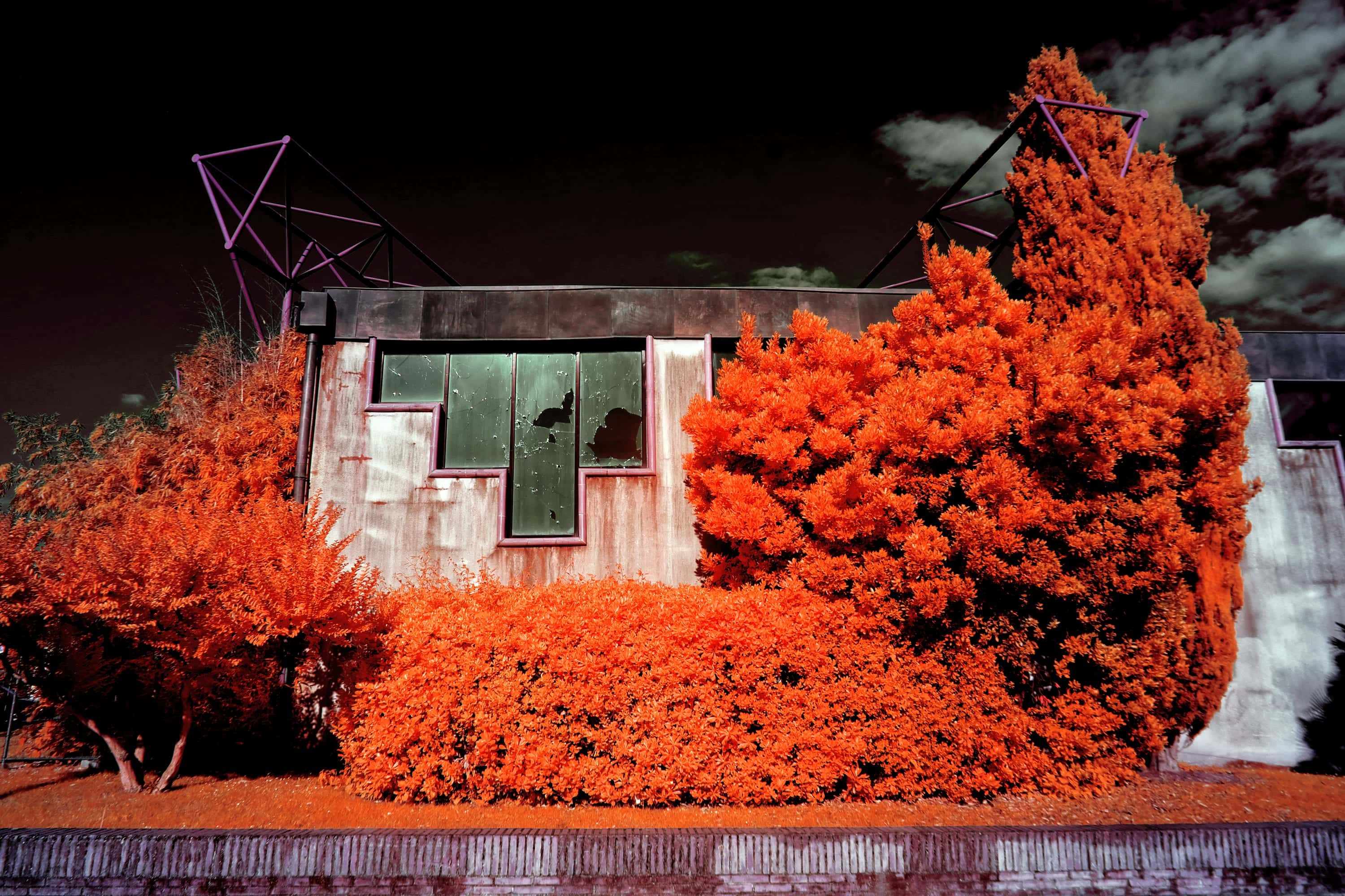 A low concrete building with a broken window, overgrown by a conifer and a clipped hedge, photographed in near-infrared light.