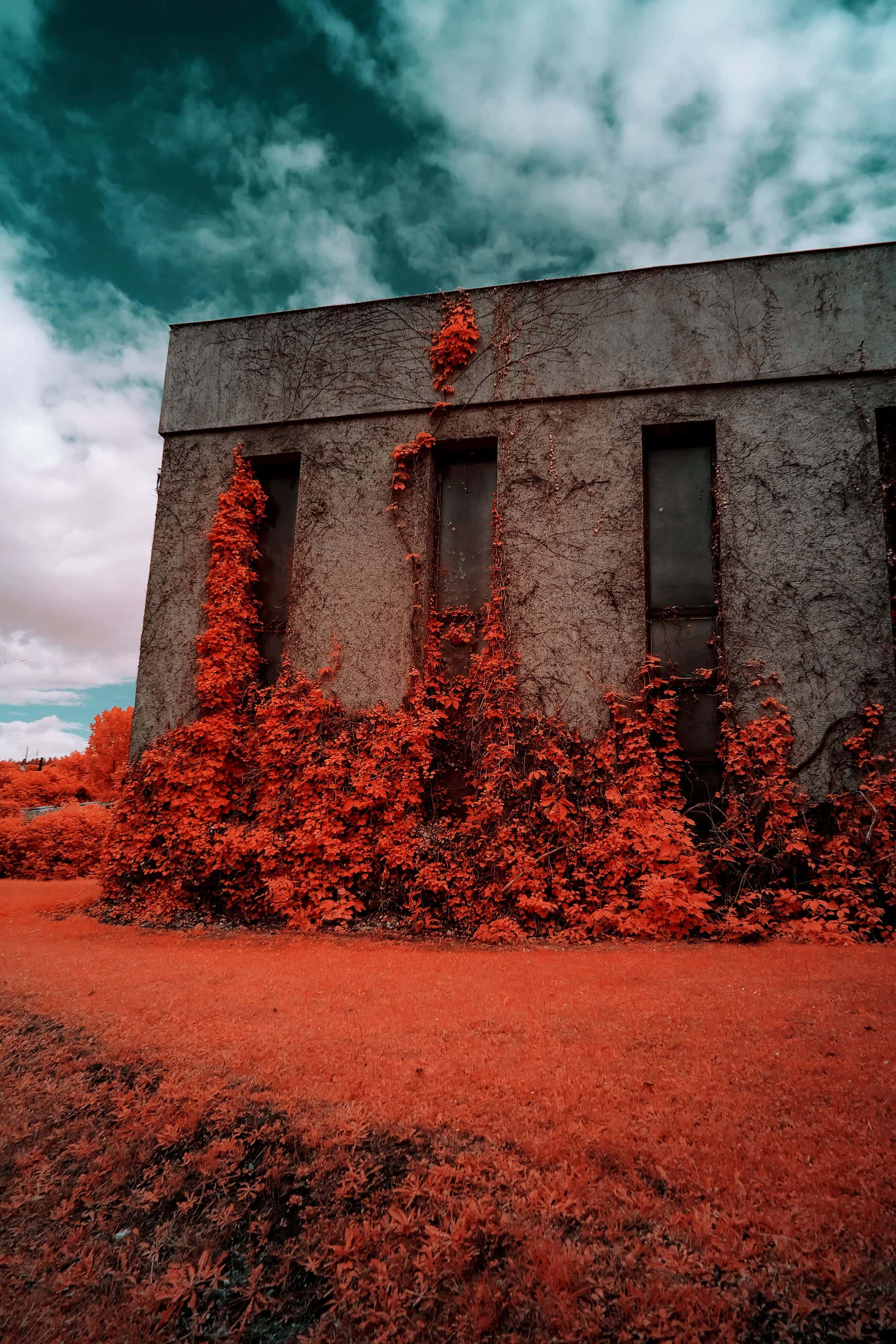 A blank concrete building with three tall window slots, overgrown by a climbing creeper, photographed in near-infrared light.