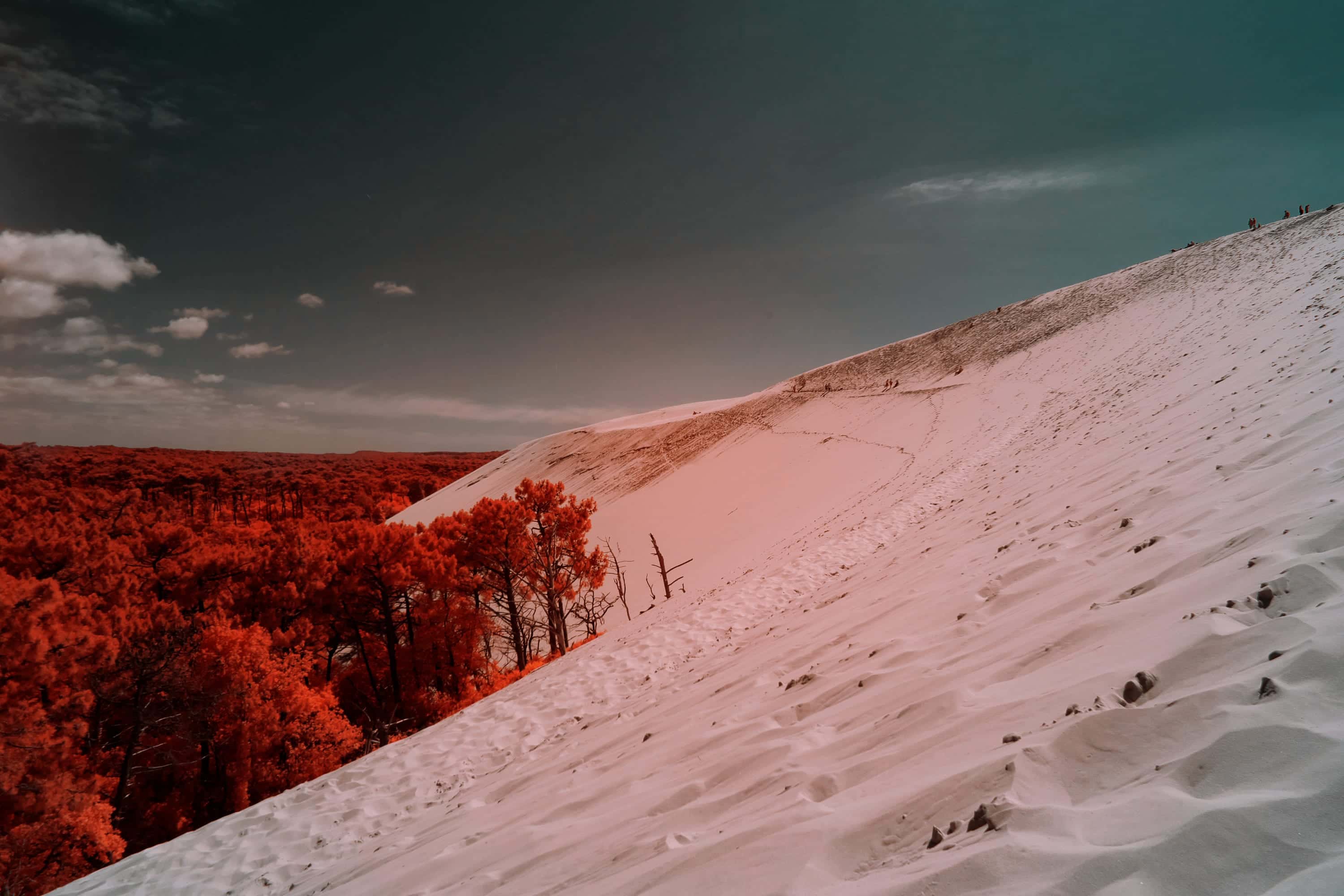 The Dune du Pilat on France's Atlantic coast, with the maritime pine forest below its eastern face, photographed in near-infrared light.