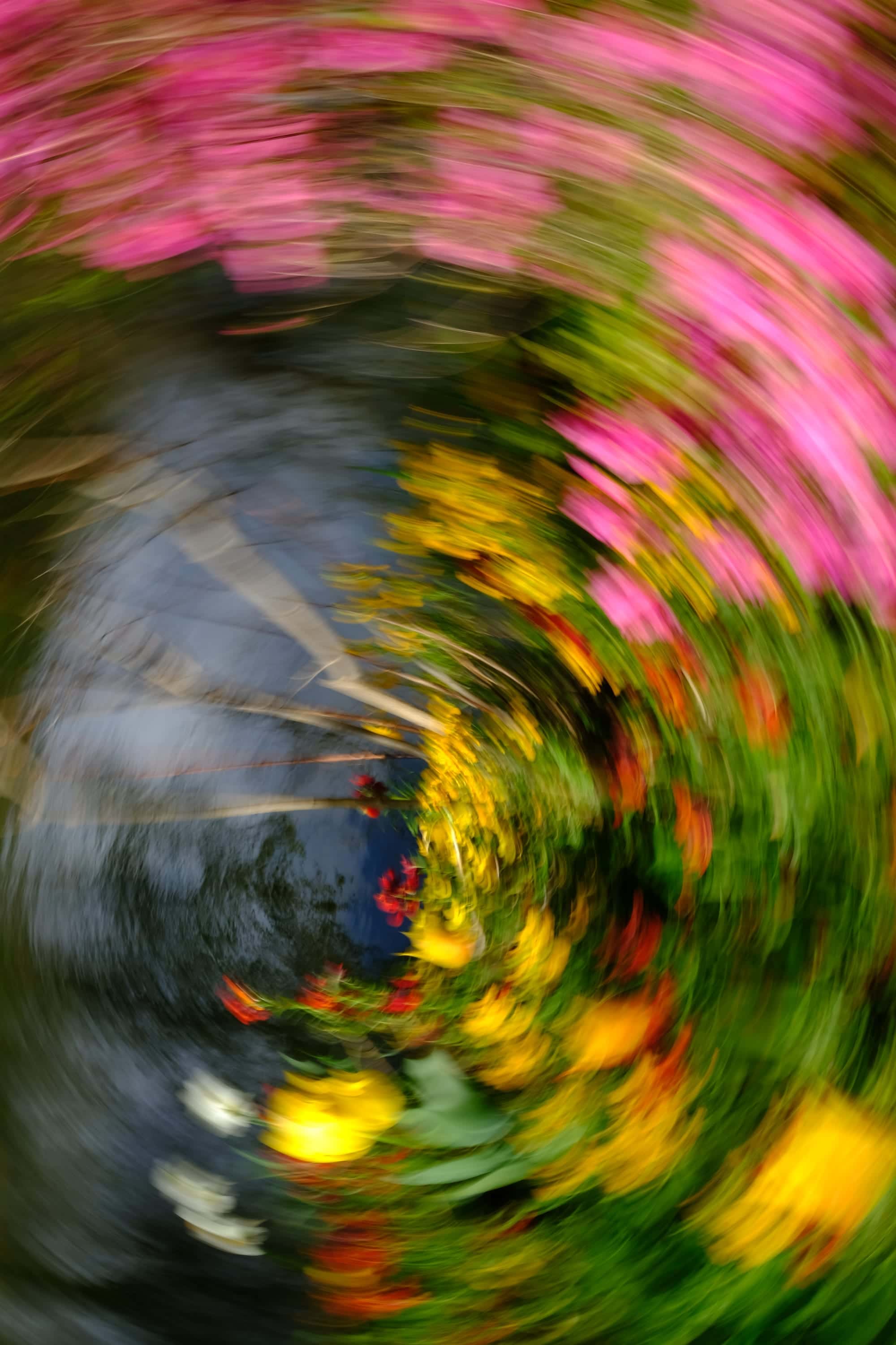 A garden spun into a spiral of pink, yellow and red blooms circling a grey path