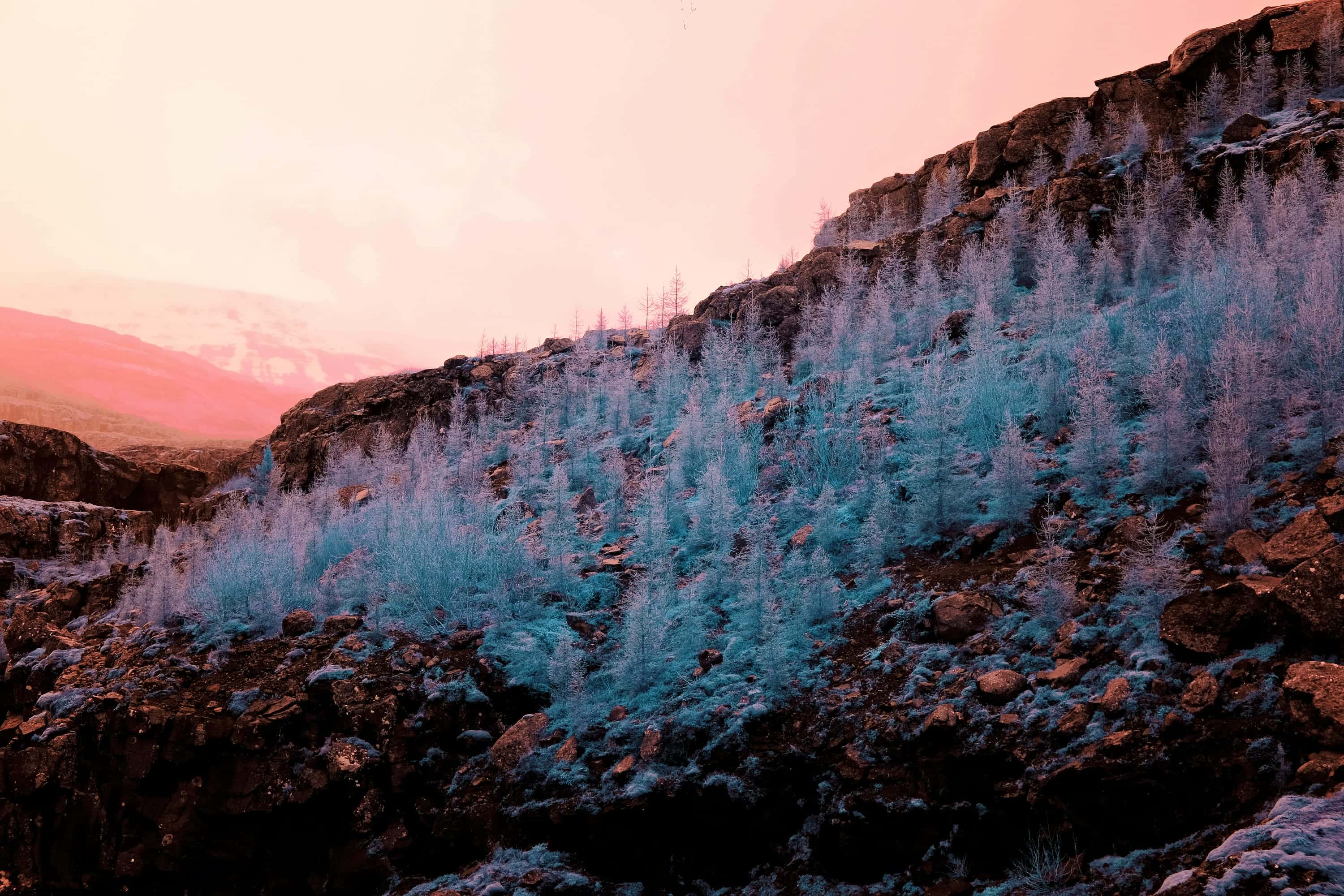 A hillside of pale ice-blue birch scattered across dark volcanic rock under a rose-coloured dusk