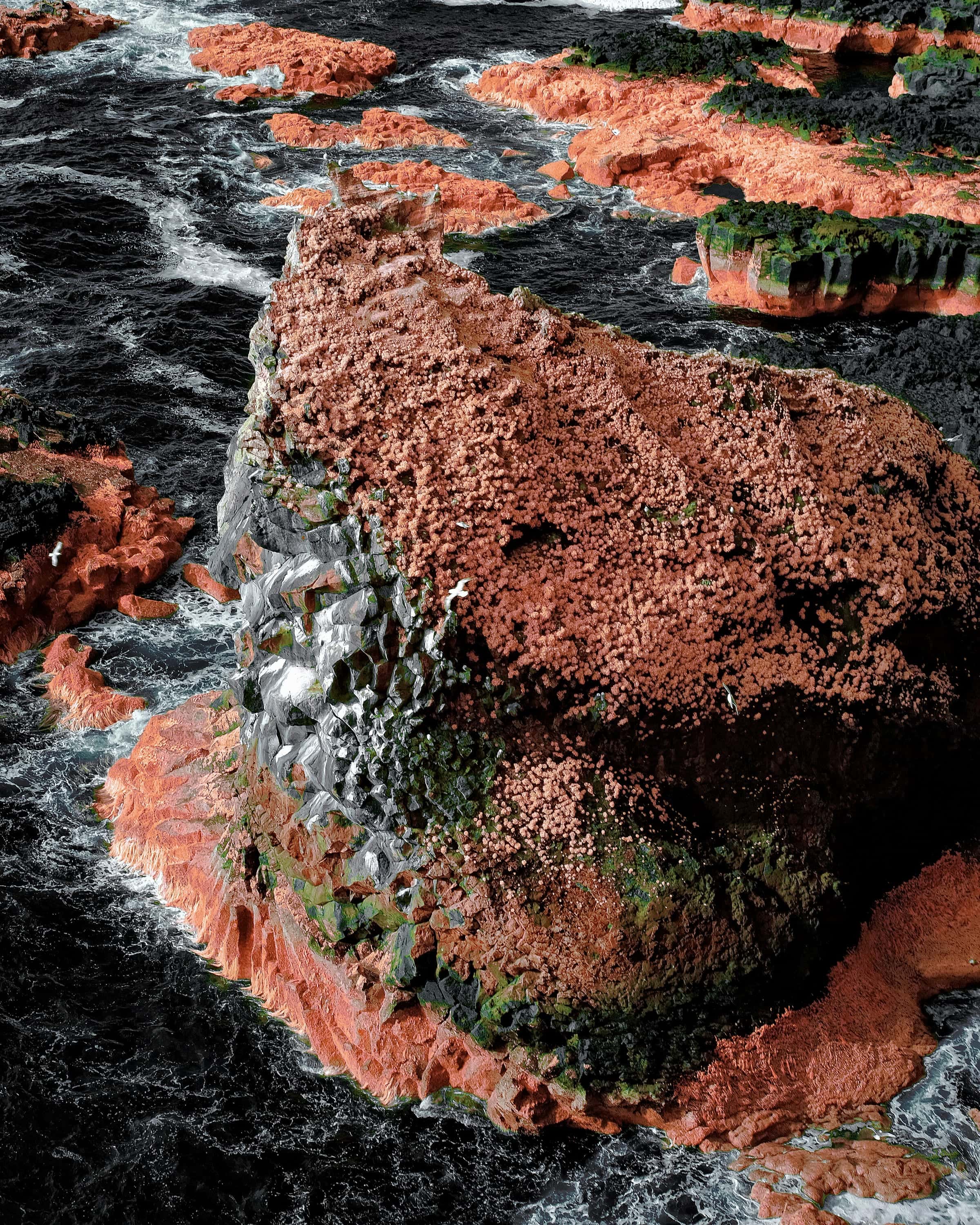 A vegetation-covered sea stack and low skerries standing in breaking surf, with seabirds in flight around them, photographed in near-infrared light.