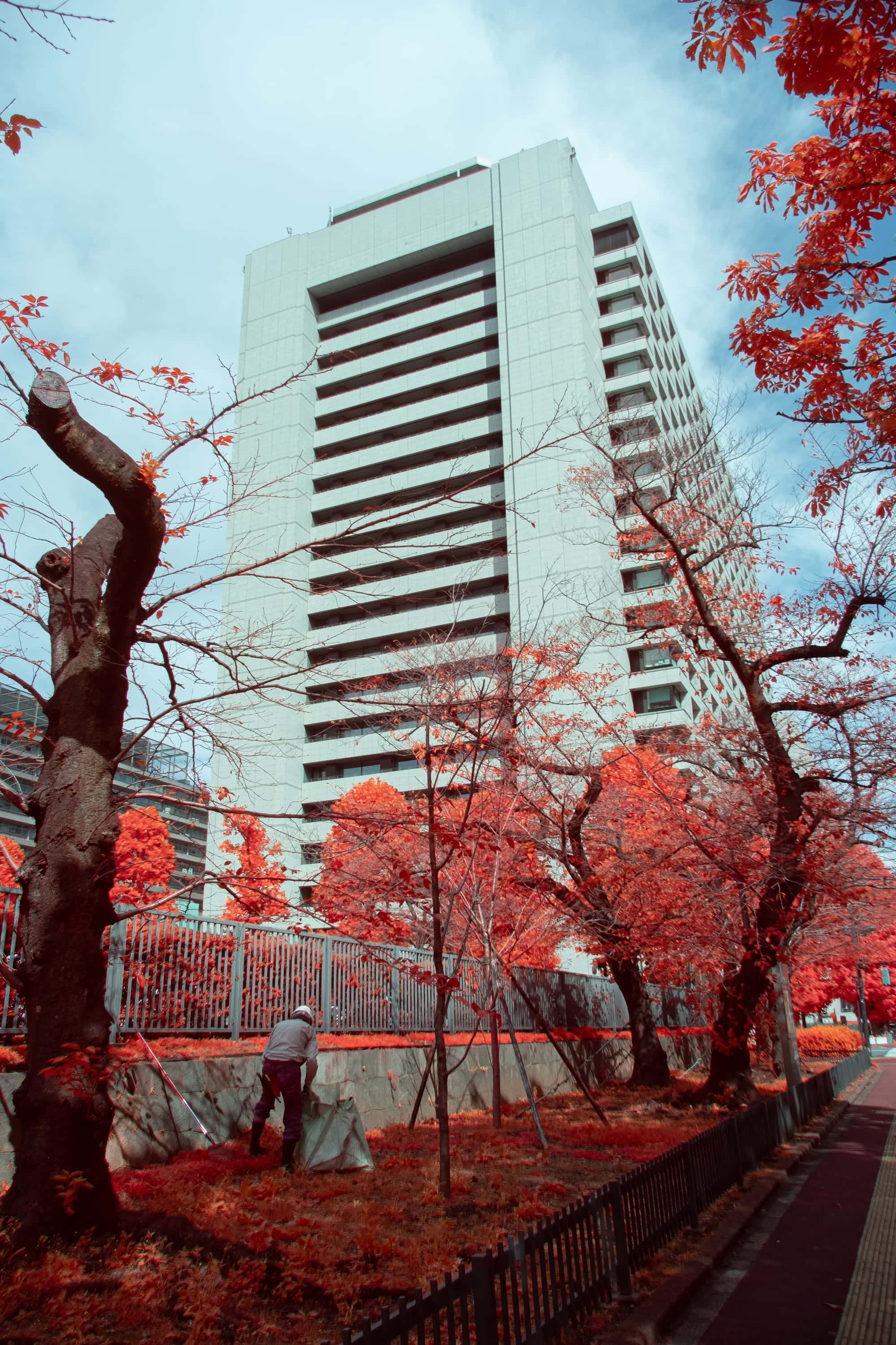 A worker in a hard hat bagging fallen leaves under a row of pruned street trees in Japan, with a tall pale tower rising behind them, photographed in near-infrared light.