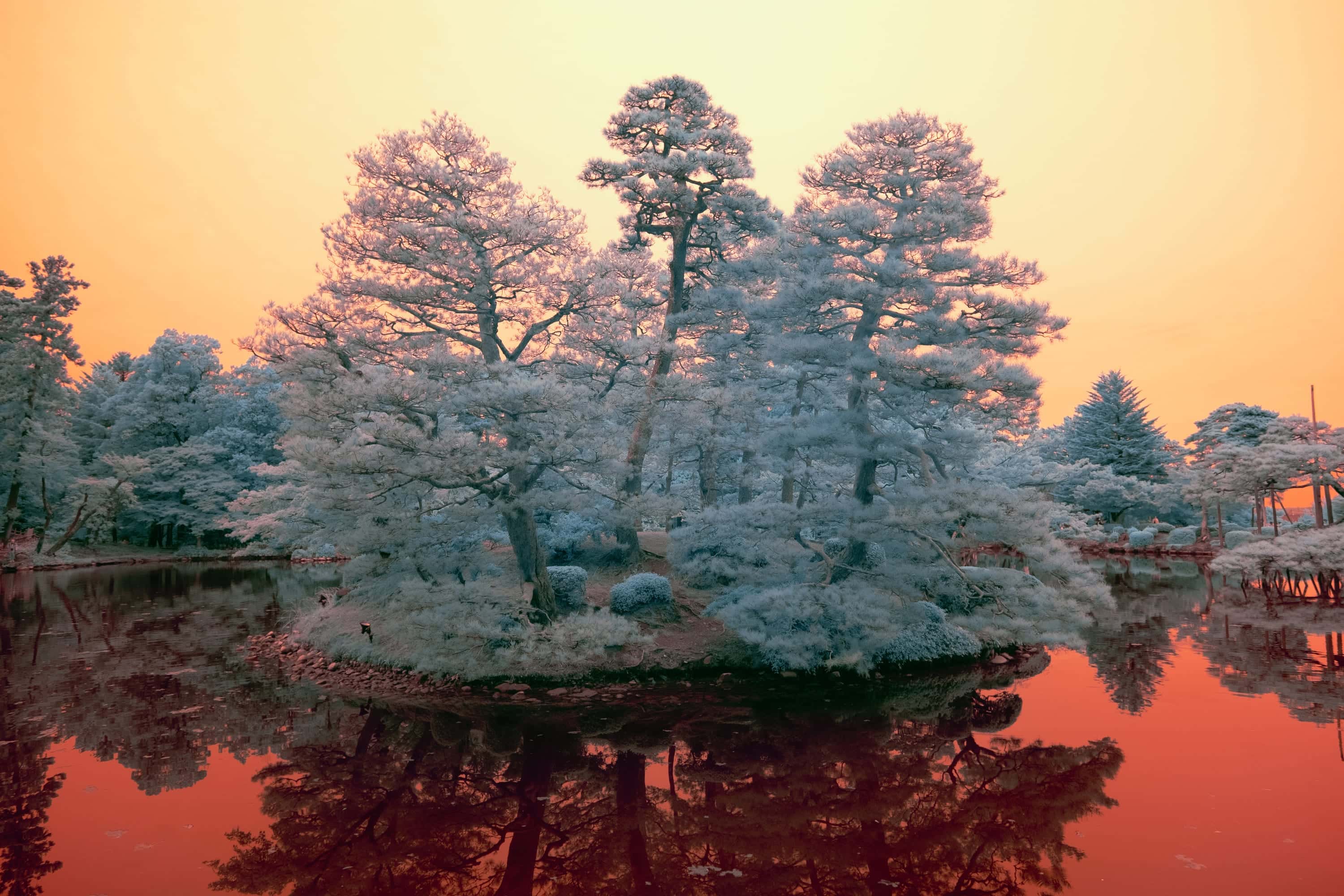 Pines on a garden island mirrored in still water, their foliage ice-white against an orange sky