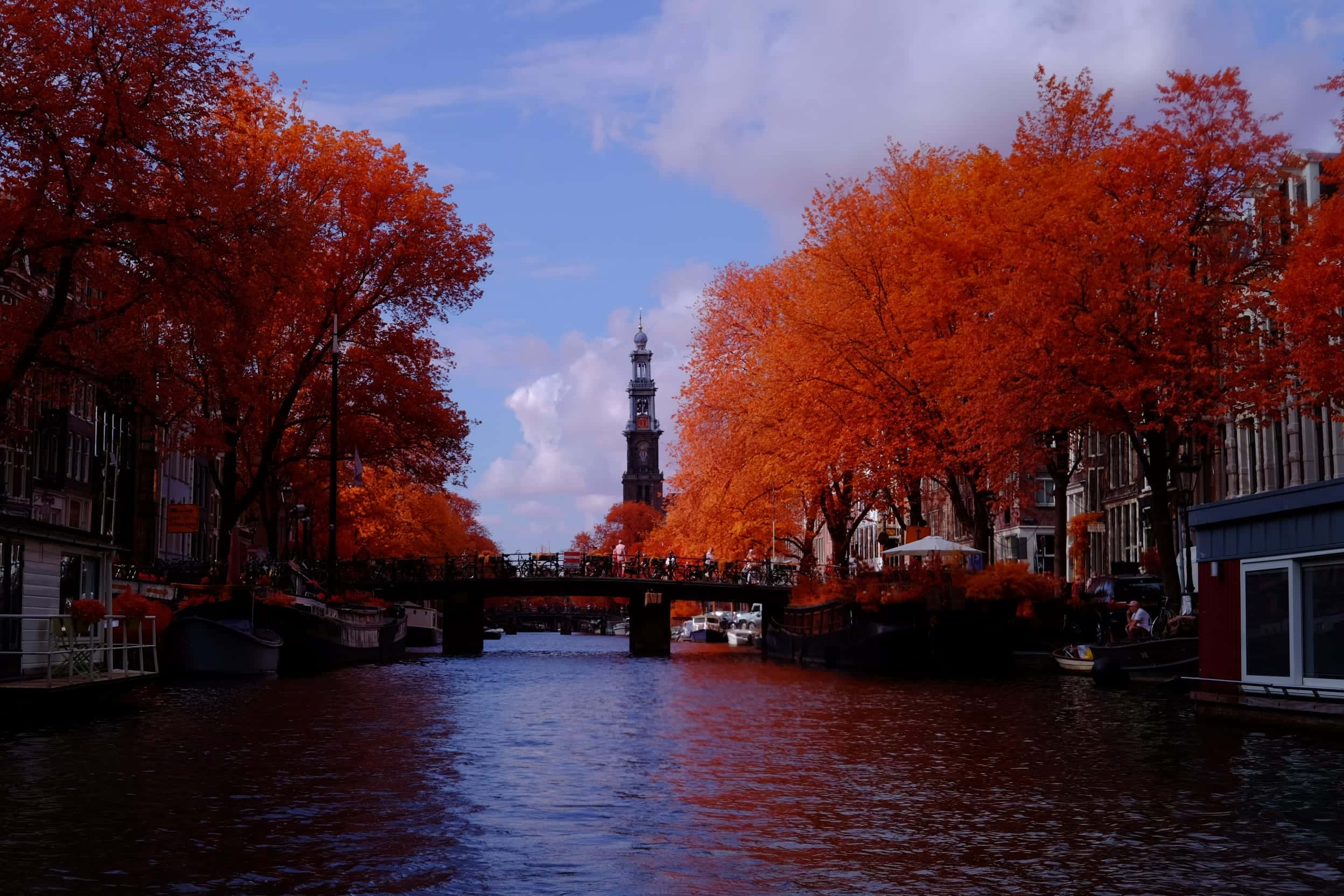 The Westertoren, the tower of Amsterdam's Westerkerk, seen from the water at the end of a tree-lined canal, photographed in near-infrared light.