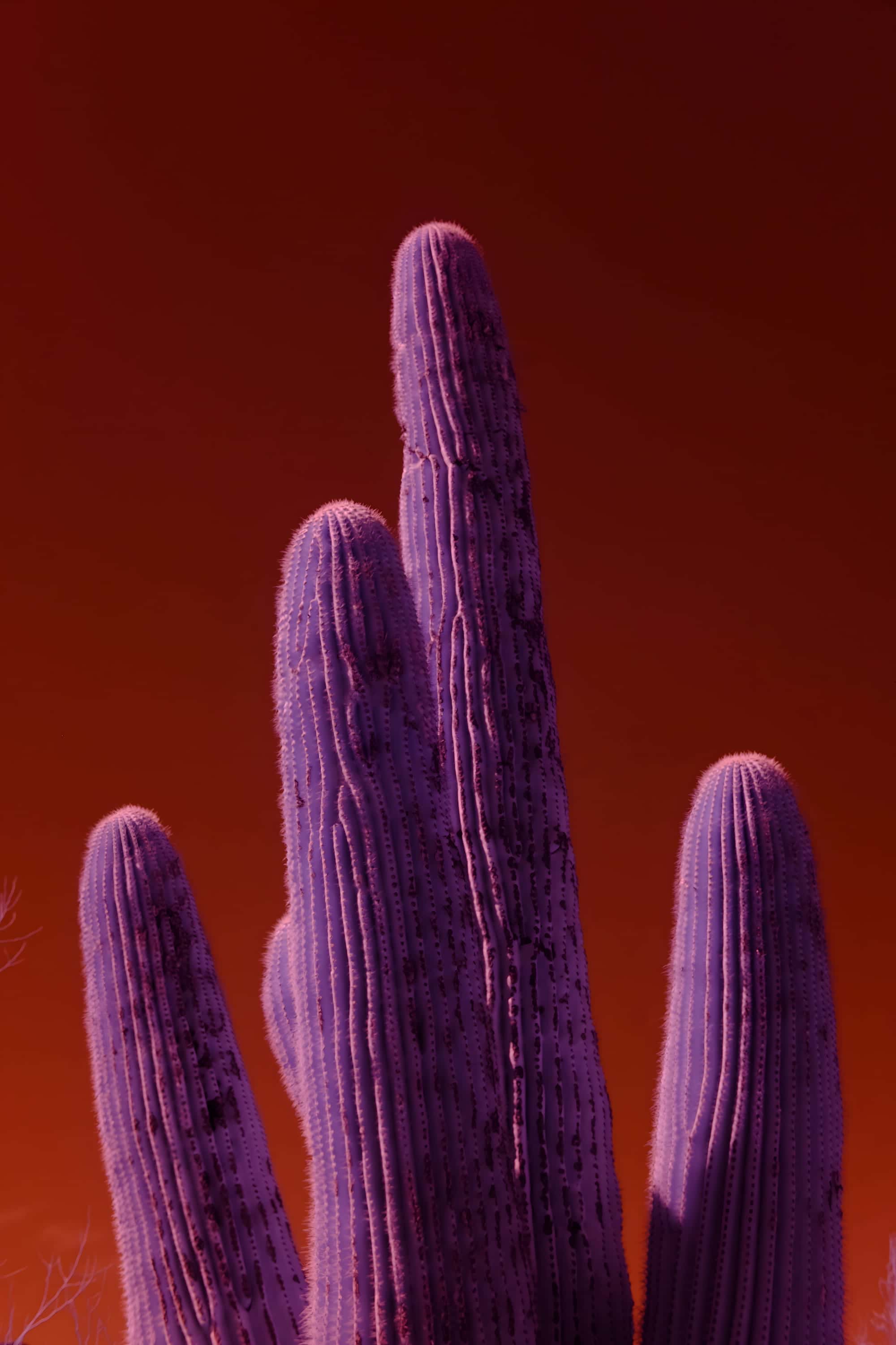 The ribbed arms of a saguaro cactus against a bare sky, photographed in near-infrared light in Phoenix, Arizona.