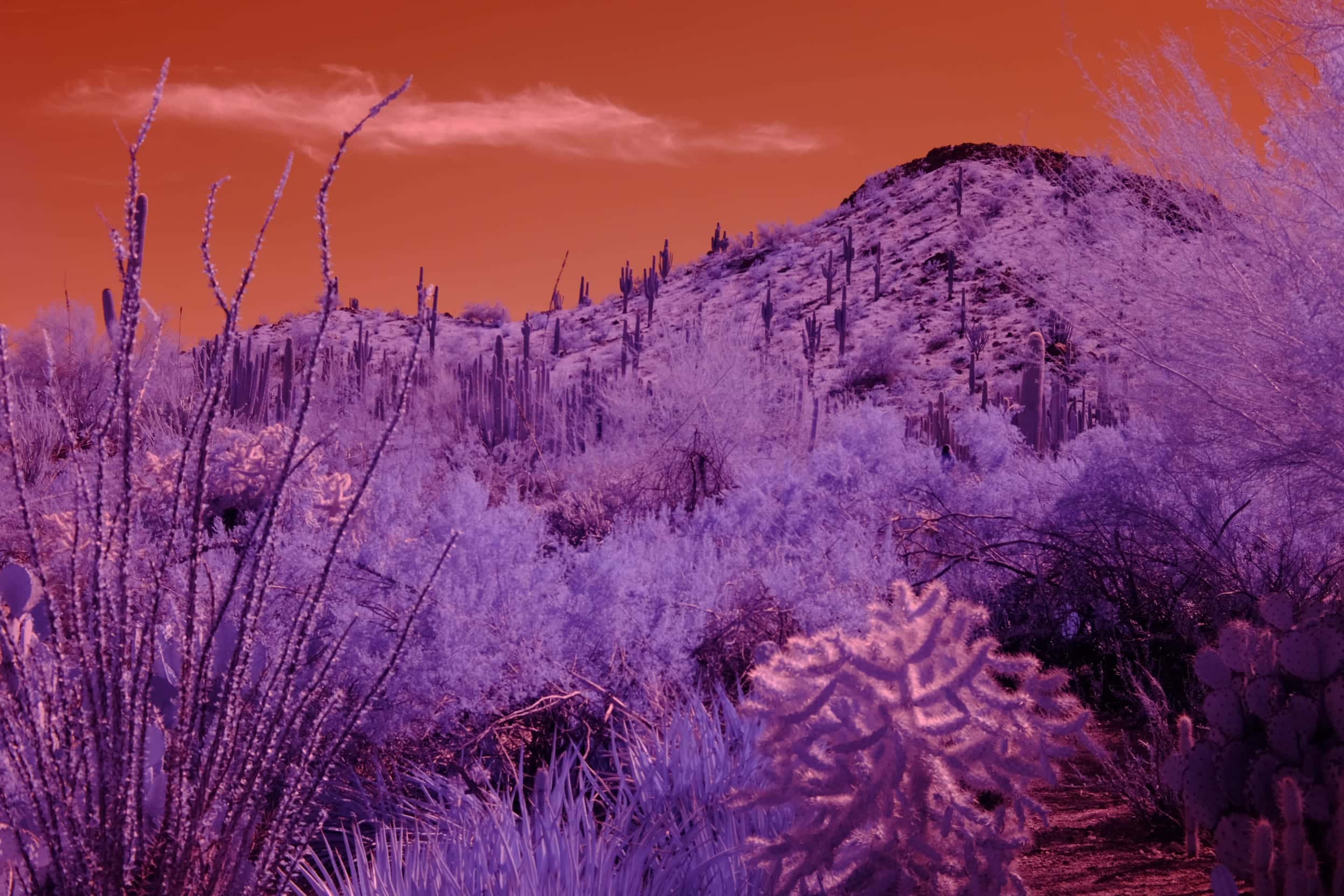 A hillside of saguaro, cholla, ocotillo and agave at the Desert Botanical Garden in Phoenix, photographed in near-infrared light.