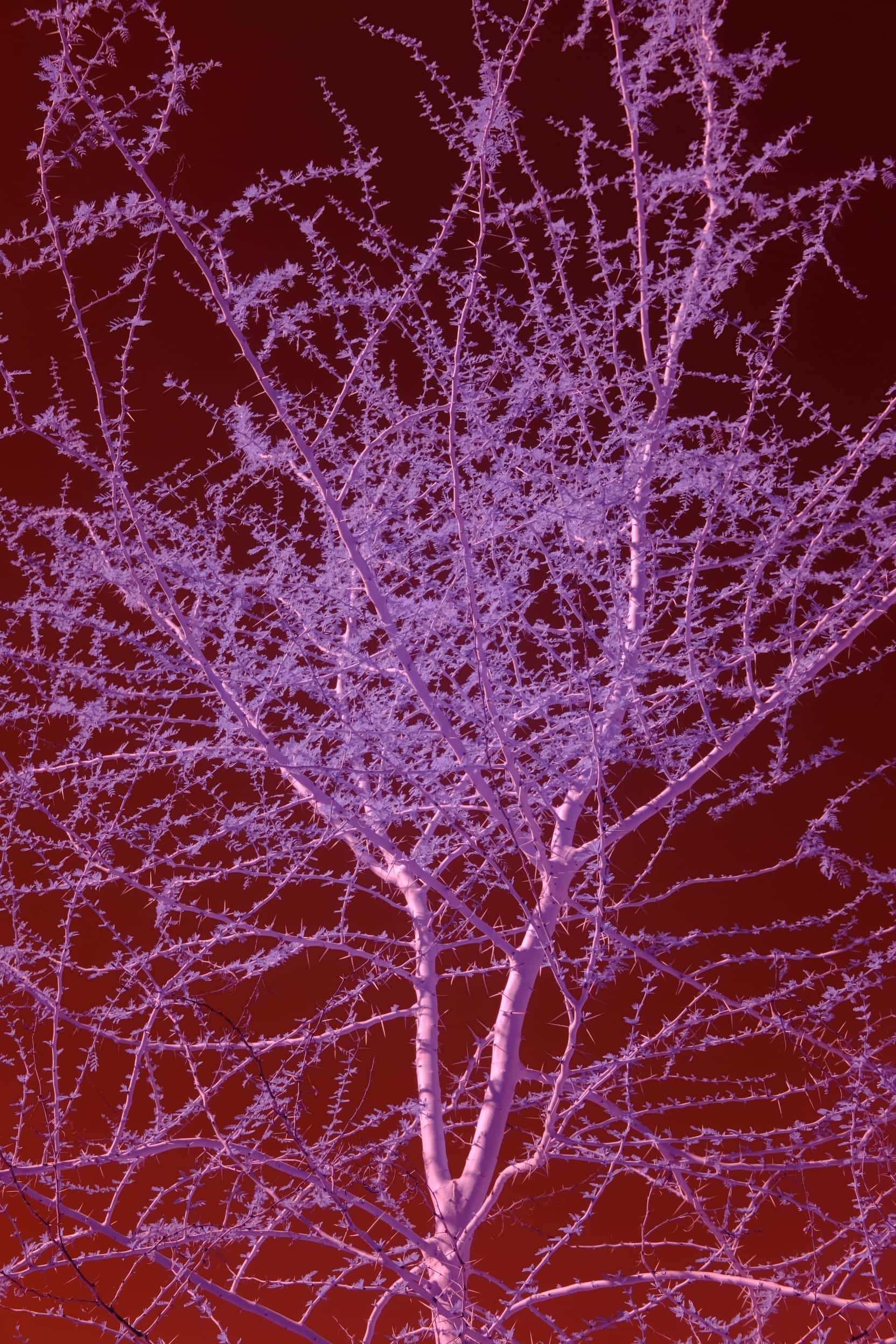 The branching network of a thorned desert tree, lilac against a deep red ground