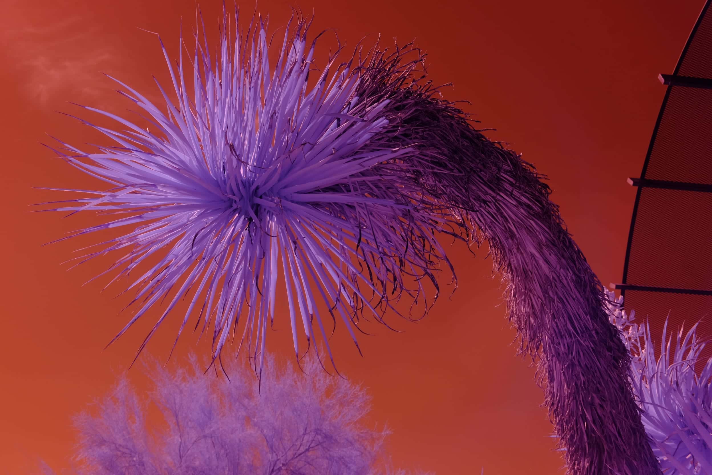 A yucca arching over a path at the Desert Botanical Garden in Phoenix, its living crown above a trunk sheathed in dead leaves, photographed in near-infrared light.