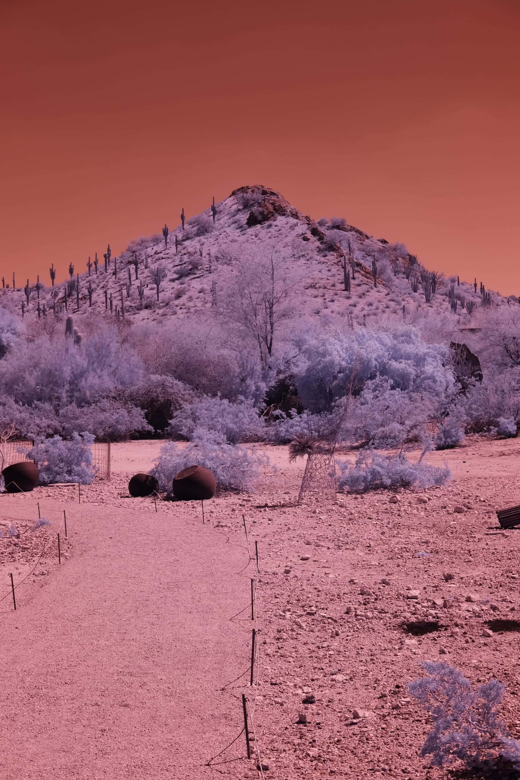 A gravel path and glazed pots below a saguaro-covered hill at the Desert Botanical Garden in Phoenix, photographed in near-infrared light.
