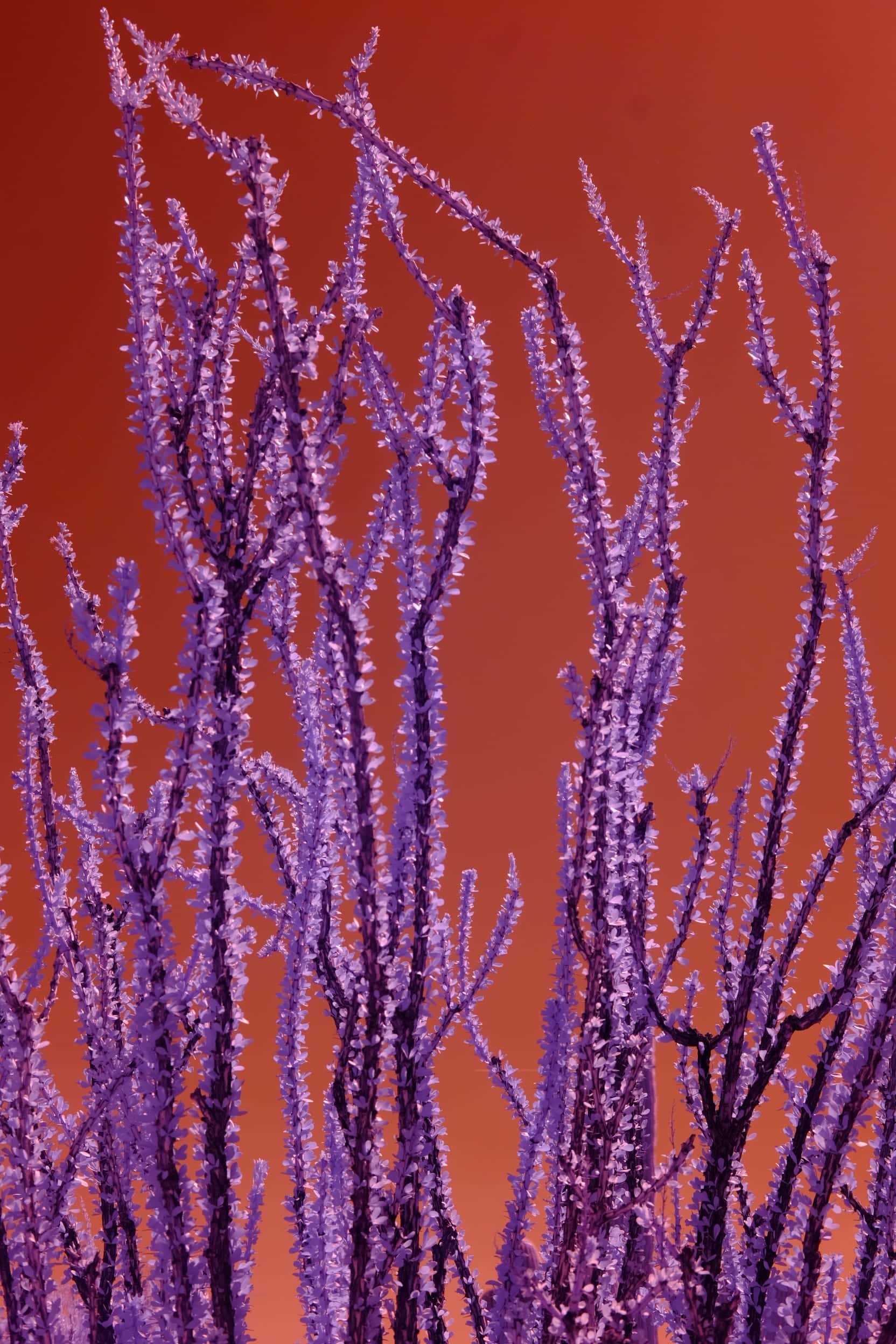 Ocotillo stems in full leaf, violet spines rising against burnt orange